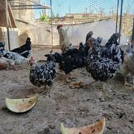 تخم مرغ گلین لری اصیل