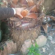 فروش یک درخت پالم جوان و سالم