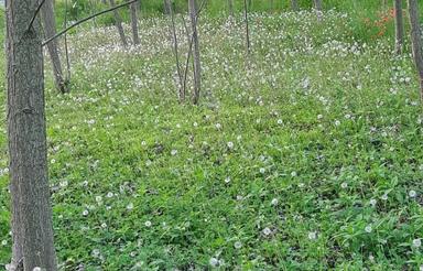 1700مترزمین باغی داخل طرح هادی واقع در صومعه‌سرا ،راسته کنار