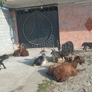 فروش عمده بز