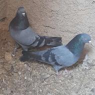 کبوترپرآهنی