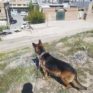 سگ ژرمن ماده واگذار