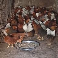 جوجه مرغ اصلاح نژاد شده