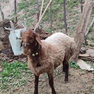 گوسفند نر تخمی