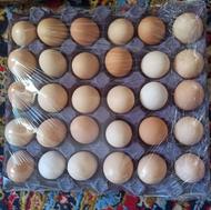 تخم مرغ بومی