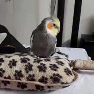گمشده از 20 اسفند