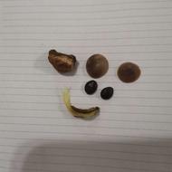 مهره مار اصل اصل