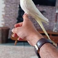 عروس تازه دونخور فول رام