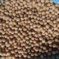 فروش سویا لوبیا بذری روغنی