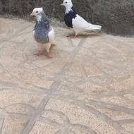 کبوتر طوقی