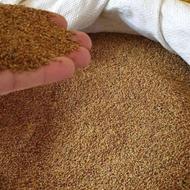 بذر یونجه همدانی