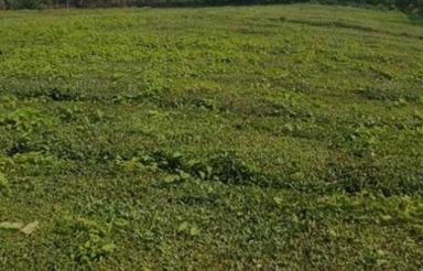 فروش زمین مسکونی 200 متر در چالوس