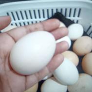تخم مرغ محلی و دو رگ لاری نطفه دار زهک