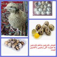 فروش تخم و گوشت بلدرچین وبلدرچین زنده تازه به تخم اومده
