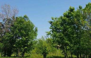 زمین 361 متری سند دار /سوستان یاس/نزدیکی تالاب