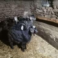 4گیسک نیر جوان سرحال 70 کیلو