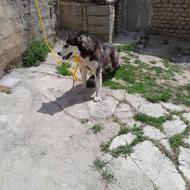 یک هاسکی ماده خیلی قشنگ واگذاری