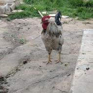 خروس خوبی است