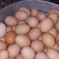 تخم مرغ محلی ارگانیک