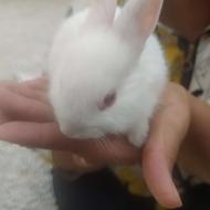 بچه خرگوش 3ماهه