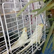 عروس هلندی اصیل