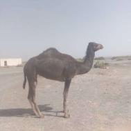 شتر‌ماد...