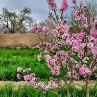 خدمات کاشت نهال. گل رز. نشا