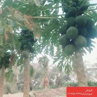 فروشپاپایا