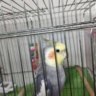 عروس هلندی نر