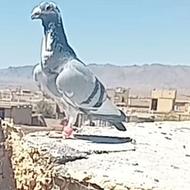 گمشده جوجه داره کسی گرفته مشکل هزینش نیست