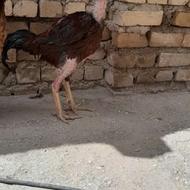 خروس سه عدد مرغ
