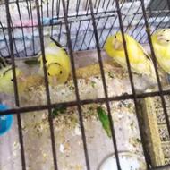 جوجه قناری دو ماهه از یک چال