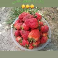 فروش توت فرنگی محلی درجه یک با طعم عالی
