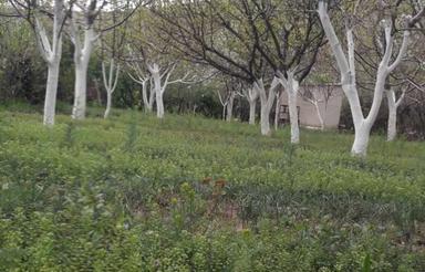 خونه باغ600 متری