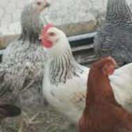 فروش مرغ گلپایگان