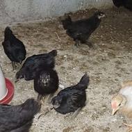 فروش جوجه مرندی