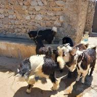 15راس بیگ چاق فروشی