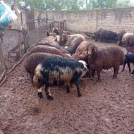 فروش بره زمستانی