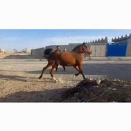اسب مادیان عرب درشور آبستن سنگین