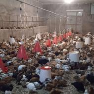 فروش جوجه گلپایگان شمال محلی