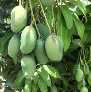 انبه بدون هسته برای ترشی