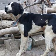 سگ نگهبان درجه یک واگذاری