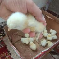 جوبه برهما لایت