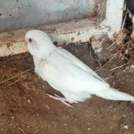 جوجه سرلاکی مرغ عشق هلندی