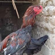 خروس لاری اصیل