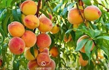 متقاضی اجاره زمین باغی و شالیزاری