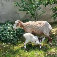 گوسفند بره دار .... بره شیرمست