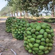 انبه سبز مخصوص ترشی