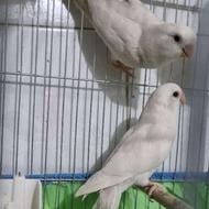 فروش یه جفت کوتوله برزیلی سفید