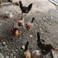 تعدادی مرغ و خروس و عروس هلندی به فروش میرسد